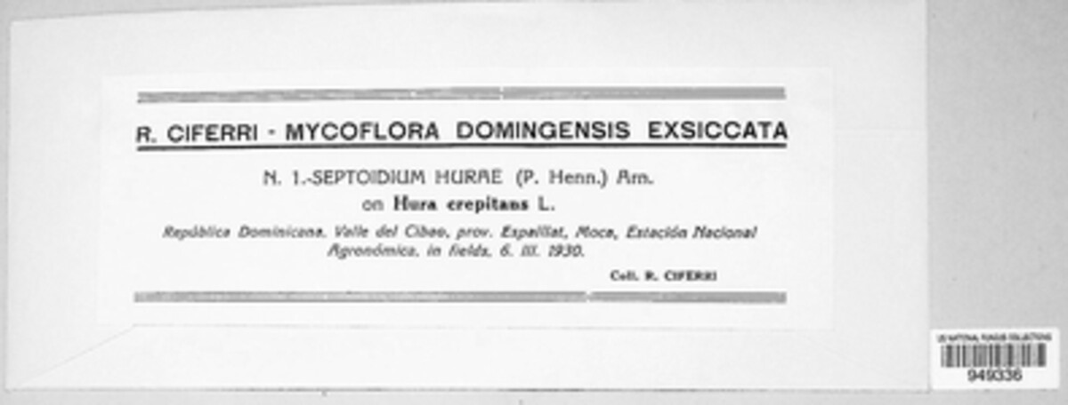 Septoidium hurae image
